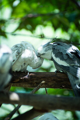 white headed vulture