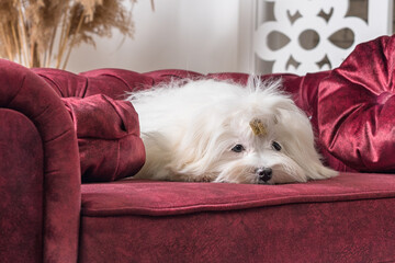 white Maltese dog is sad on a luxurious velour burgundy sofa with round pillows