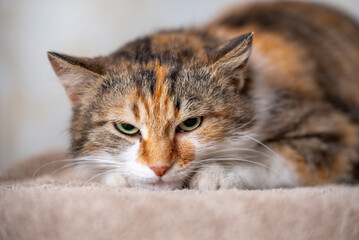 tricolor mottled angry cat has clung to the carpet and looks terrifyingly