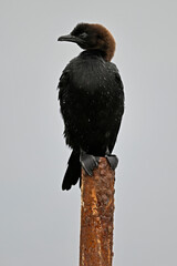 Pygmy cormorant // Zwergscharbe (Microcarbo pygmeus) - Axios Delta, Greece