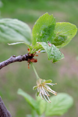 A close-up of an overblown flower of a plum tree on a branch with leaves in spring, blurred green lawn in the background