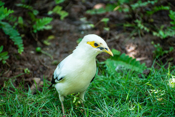 yellow billed hornbill
