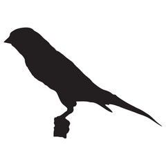 Fototapeta premium canary bird on a white background