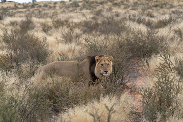 Big lion lying on savannah grass. Landscape with characteristic trees on the plain and hills in the background