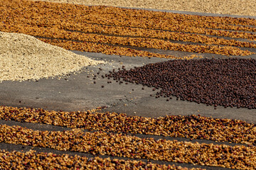 Dried raw coffee seed among the sun light in the morning, Coffee farm, Boquete, Panama