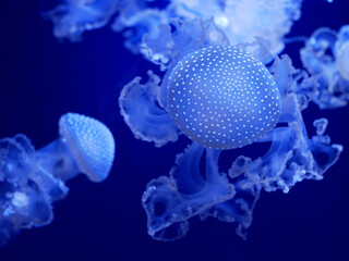 Fototapeta na wymiar Spotted jellyfish (Phyllorhiza punctata) in an aquarium