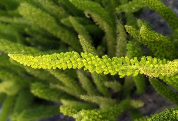  closeup of asparagus densiflorus plant