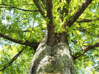 Tree looking up from below