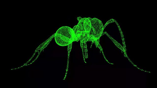 3D ant rotates on black background. Object made of shimmering particles. Wild animals concept. Protection of the environment. For title, text, presentation. 3d animation 60 FPS