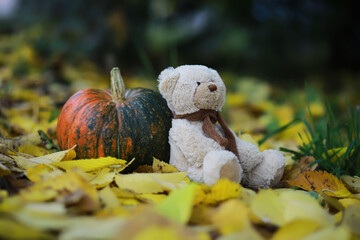 Autumn nature concept. Pumpkin vegetables on wood. Thanksgiving dinner