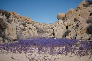 A dense, colorful patch of Phacelia minor (whitlavia) wildflowers in the Mojave Desert during a...