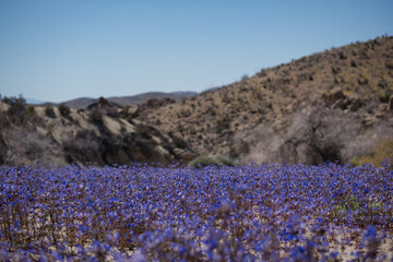 A dense, colorful patch of Phacelia minor (whitlavia) wildflowers in the Mojave Desert during a...