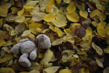 Adorable brown stuffed toy teddy bear with yellow maple leaf on head sits on dry orange leaves pile on ground in autumn park on nice sunny day close view. back to school concept.