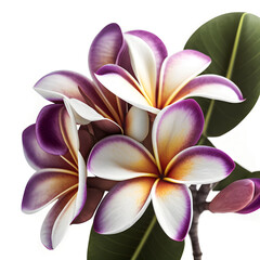 Obraz na płótnie Canvas Bouquet of purple violet Frangipani Plumeria flower plant with leaves isolated on white background. 3D rendering. Flat lay, top view. macro closeup 