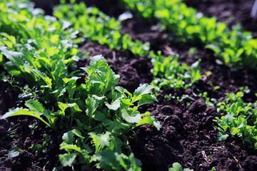 Young sprouts of seedlings in the vegetable garden. Greenery in a greenhouse. Fresh herbs in the spring on the beds.