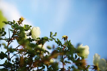 White flowers on a green bush. Spring cherry apple blossom. The white rose is blooming.