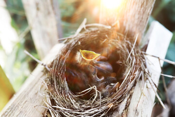 Bird nest with chicks in the wild. Starling eggs and chicks.