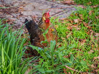 Rhode Island Red In Weeds