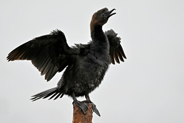 Pygmy cormorant // Zwergscharbe (Microcarbo pygmeus) - Axios Delta, Greece