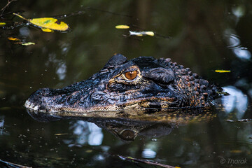 Crocodile in the water