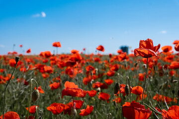 field of poppies