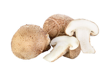 Shiitake mushroom on transparent png