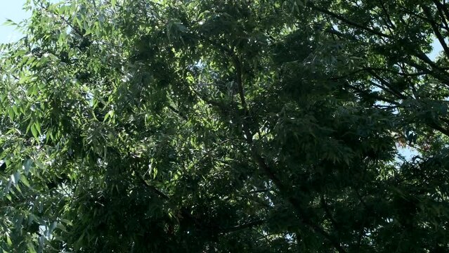 春・初夏・夏の晴天の森林　強い太陽の日差しの木漏れ日こぼれる光　風に揺れる緑の葉のスローモーション　アウトドア・祝日・観光・旅行のイメージ 　