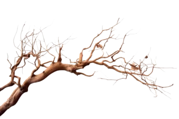 Fototapete Makrofotografie Dry tree branch isolated on white background. Broken branches isolated on white background. Generative AI.