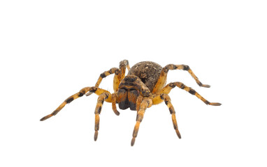 Chinese wolf spider isolated on white background, Lycosa singoriensis