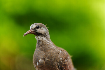 baby dove on green nature background