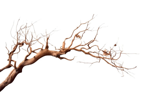 Dry tree branch isolated on white background. Broken branches isolated on white background. Generative AI.