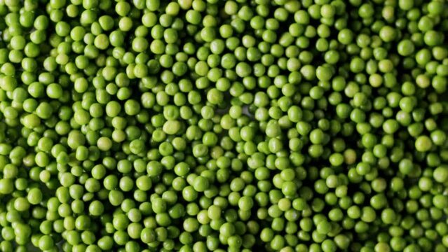 Top view of a field full of many ripe green peas. zoom and slow motion. Fresh green pea on green texture surface.