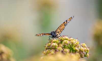 beautiful butterfly