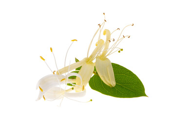 honeysuckle flowers isolated