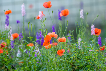 red poppies in the flowerbed in summer