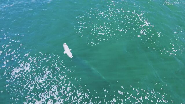 Bryde's whale spouts rainbow from blowhole as it exhales at sea surface, aerial