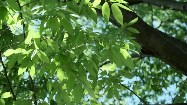 春、初夏、夏の晴天の森の木とさわやかな新緑の葉に太陽の強い日差しと木漏れ日の影　木陰・レンズフレア　夏休み・ゴールデンウィーク・観光・旅行・アウトドア・洗濯のイメージ背景