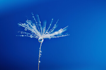 Dandelion seed with dew water drop over blue background. Fluffy dandelion seed with beautiful raindrop, soft selective focus. Dandelion seed with rain drops wallpaper.