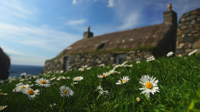Static shot of a blackhouse with thatched roof . A patch of daisies is in the foreground. Filmed at the Gearrannan Blackhouse Village, a museum and recreation of a historic, Scottish township.