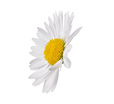 White Chamomile flower isolated on transparent background. Daisy flower, medical plant. Chamomile flower head as an element for your design.