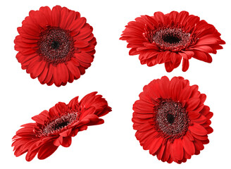 Red gerbera flower isolated on transparent background. Set of Gerbera flowers for your design.