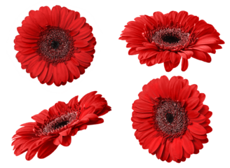 Red gerbera flower isolated on transparent background. Set of Gerbera flowers for your design.