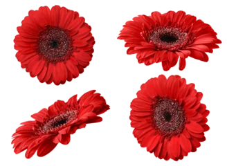 Fotobehang Red gerbera flower isolated on transparent background. Set of Gerbera flowers for your design. © Inna Dodor