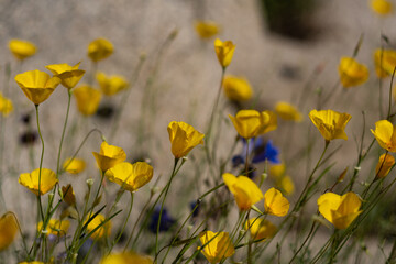Yellow poppies, an iconic symbol of California, blossom in the Mojave Desert during a springtime superbloom.