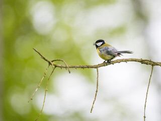 great tit on a branch