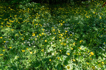 field of spring daisy flowers, natural background