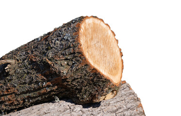 cut oak background closeup