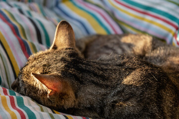 chat tigré en train de faire une sieste sur une couverture à rayures