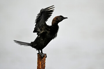 Pygmy cormorant // Zwergscharbe (Microcarbo pygmeus) - Axios Delta, Greece