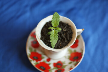 cannabis (marijuana) leaves with morning dew. A small plant of cannabis with water droplets on leaves